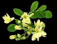 Moringa
