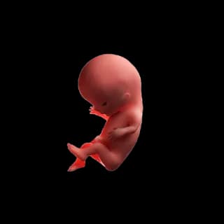Baby at 11 weeks