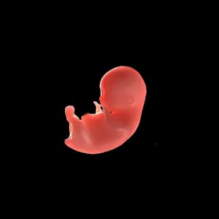 Baby at 8 weeks