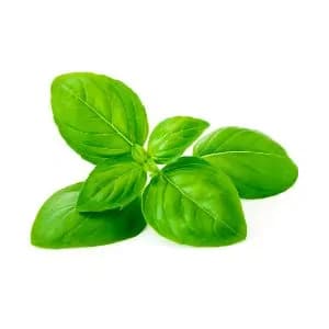 Basil Soothes and heals irritated skin 