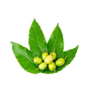 Neem Antibacterial properties; helps repair skin 