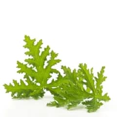 Citronella Oil 