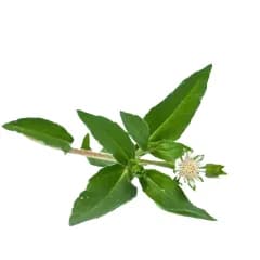 Bhringraj: Promotes Hair Growth 