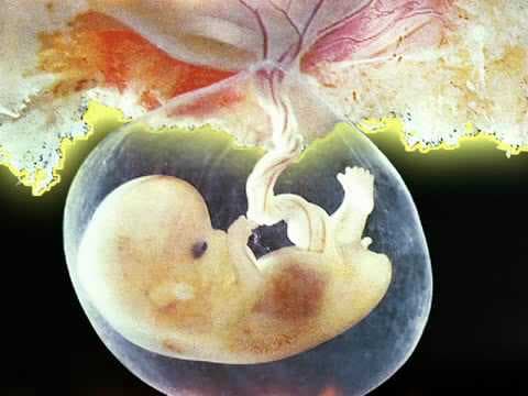 Fetal development at 9 weeks