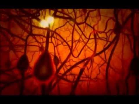 PBS The Secret Life of the Brain - The Baby's Brain (mini).wmv