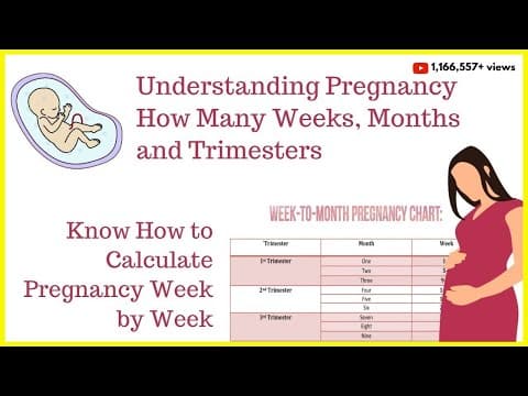 How to Calculate Your Pregnancy by Weeks, Months & Trimesters