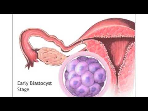 Watch what happens inside the womb with your twins!