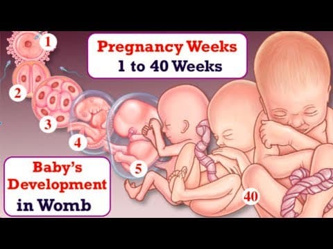 Pregnancy Week By Week- Fetal Development Week 1 To 40 In Mother'S Womb