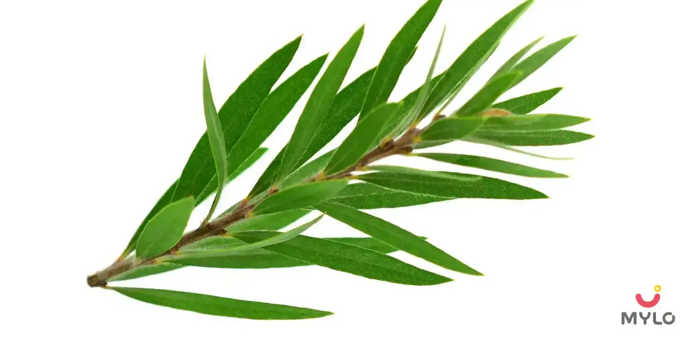Tea Tree Toner Benefits in Hindi | टी ट्री फेस टोनर इस्तेमाल करने के टॉप 5 फ़ायदे 