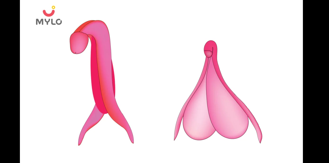 Clitoral Hood: Benefits, Risks & More
