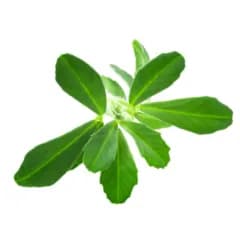 Methi: Relieves dandruff & thickens hair